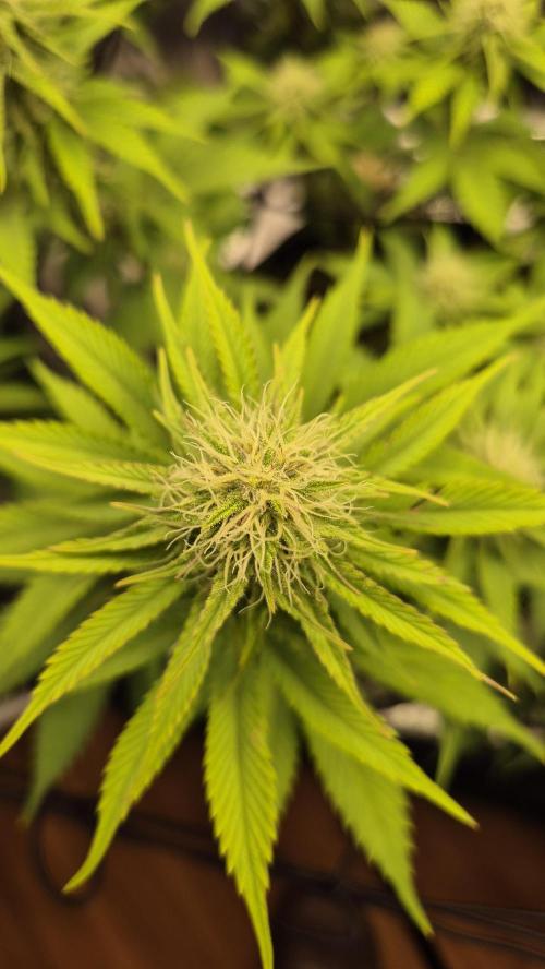Purple Punch. Week 4