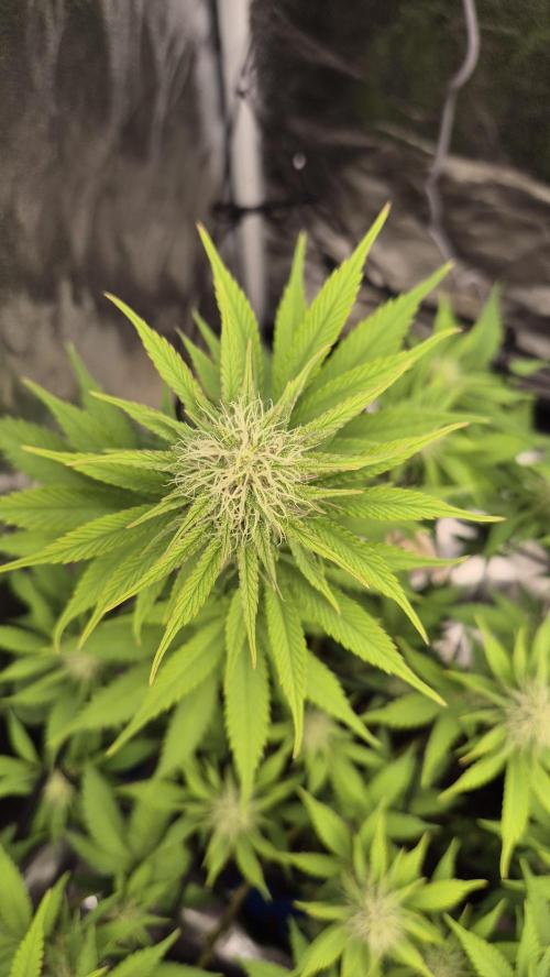 Purple Punch. Week 4