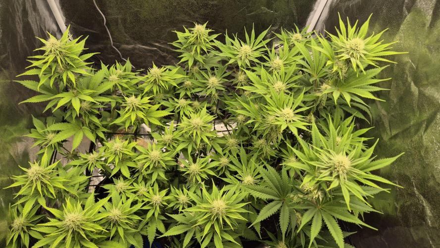 Purple Punch. Week 4