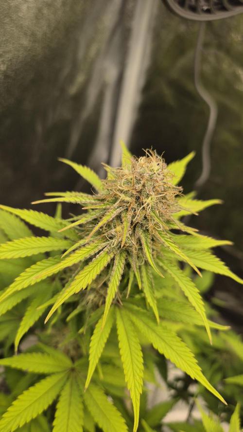 Purple Punch. Week 5