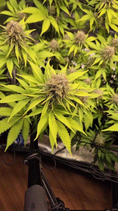 Purple Punch. Week 6