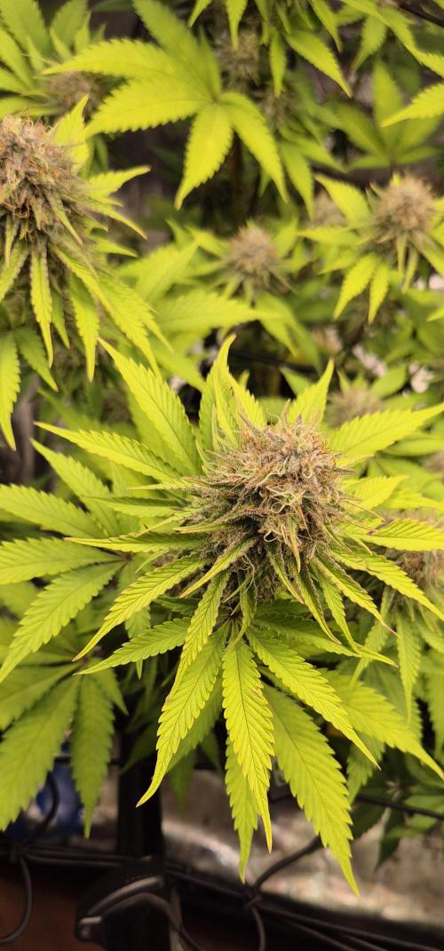 Purple Punch. Week 6
