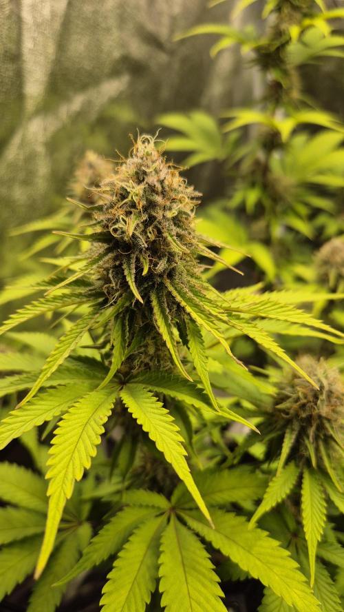 Purple Punch. Week 6