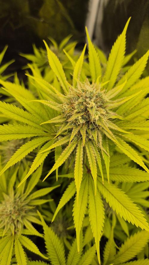 Purple Punch. Week 6