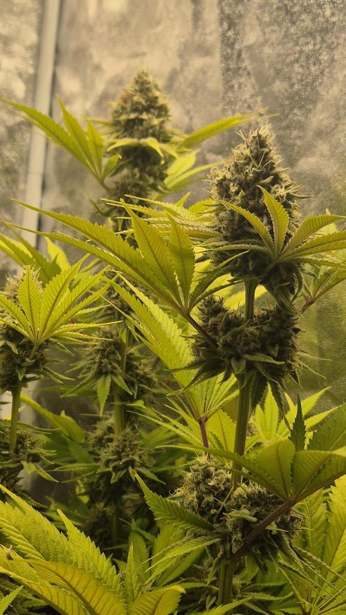 Purple Punch. Week 7