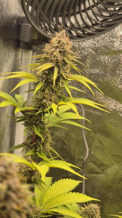 Purple Punch. Week 7
