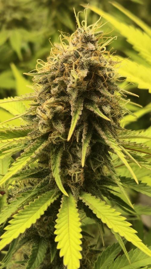 Purple Punch. Week 7