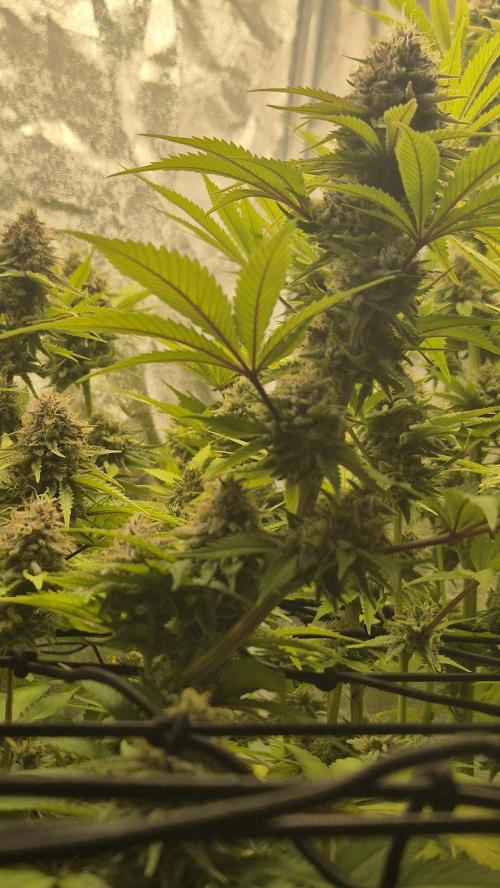 Purple Punch. Week 7