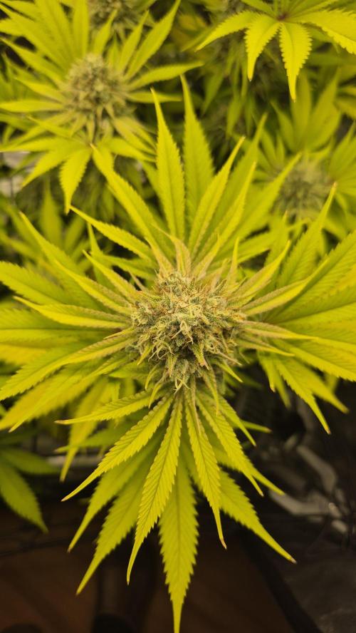 Purple Punch. Week 7