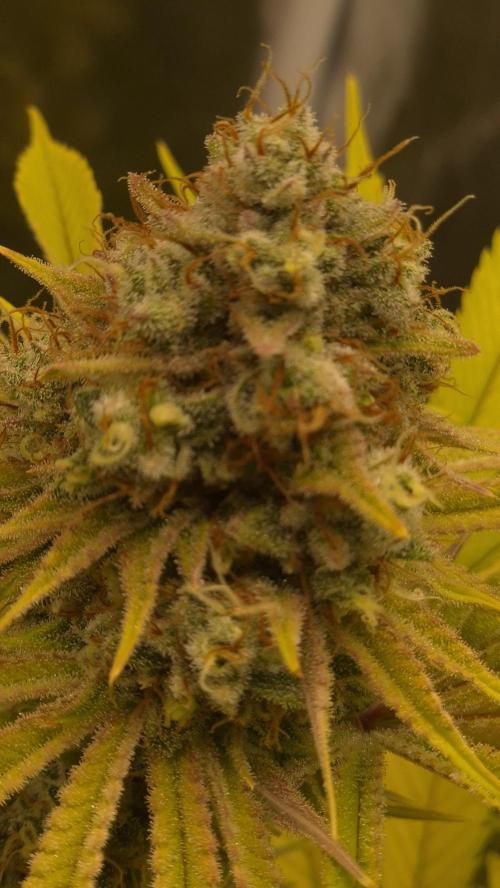 Purple Punch. Week 8