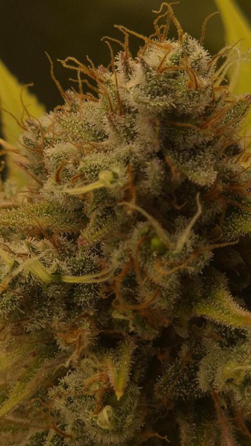 Purple Punch. Week 8