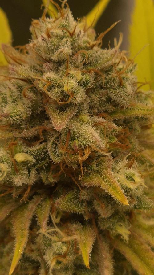 Purple Punch. Week 8