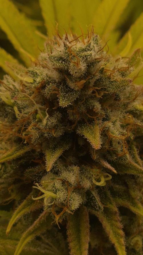 Purple Punch. Week 8