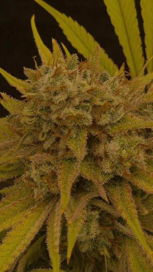 Purple Punch. Week 8