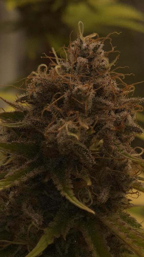 Purple Punch. Week 8