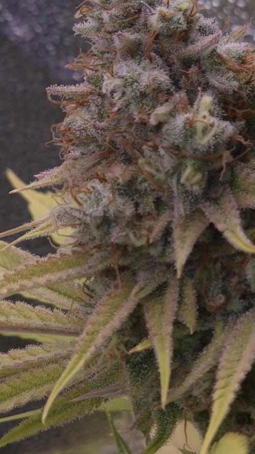 Purple Punch. Week 8