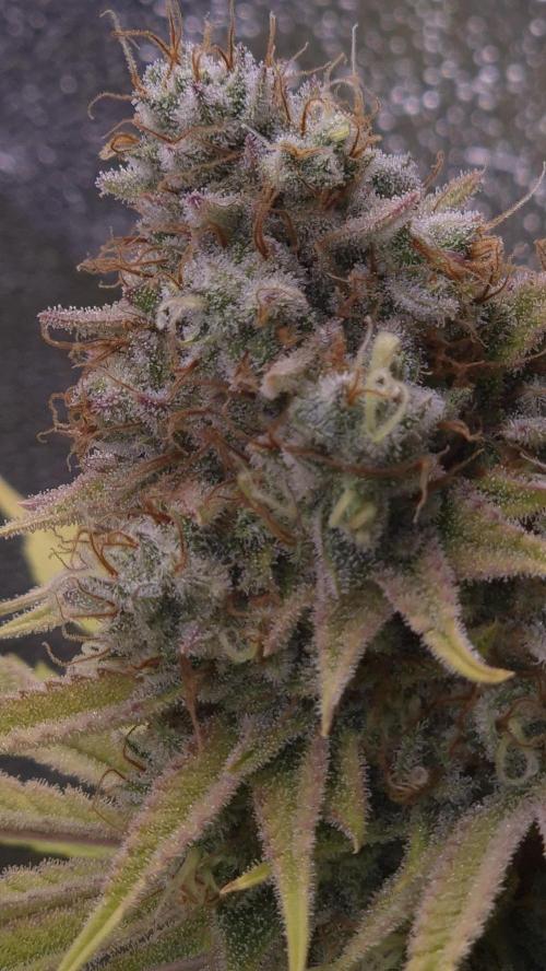Purple Punch. Week 8