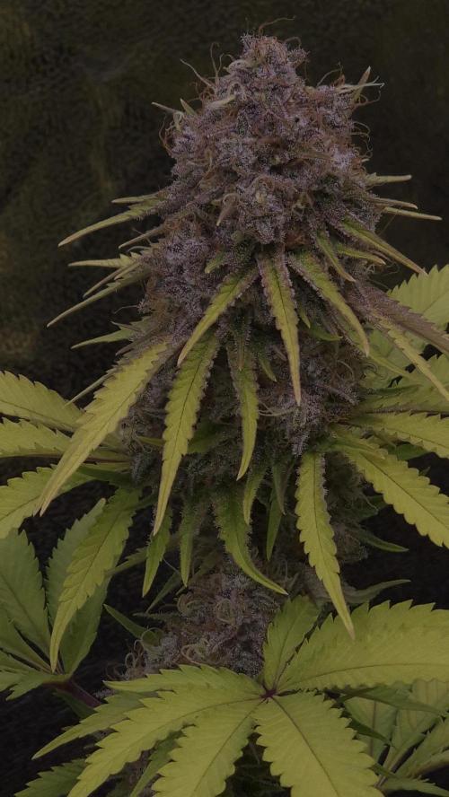 Purple Punch. Week 8