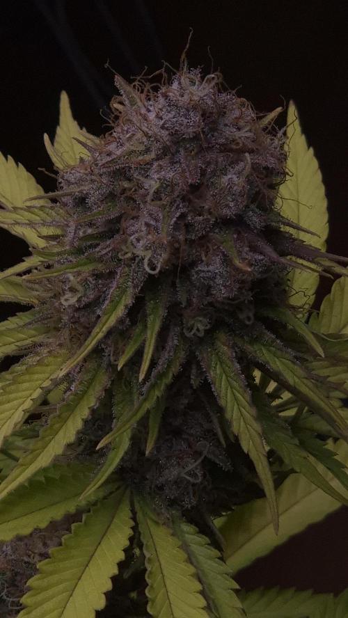 Purple Punch. Week 8