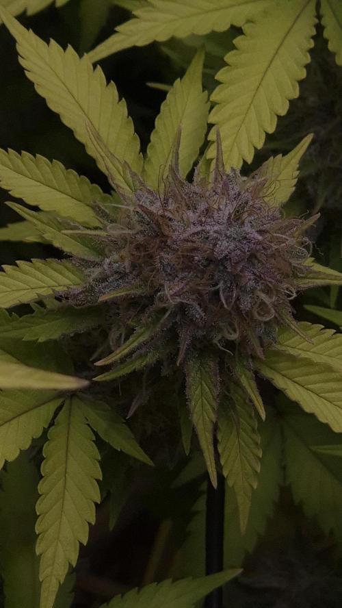 Purple Punch. Week 8