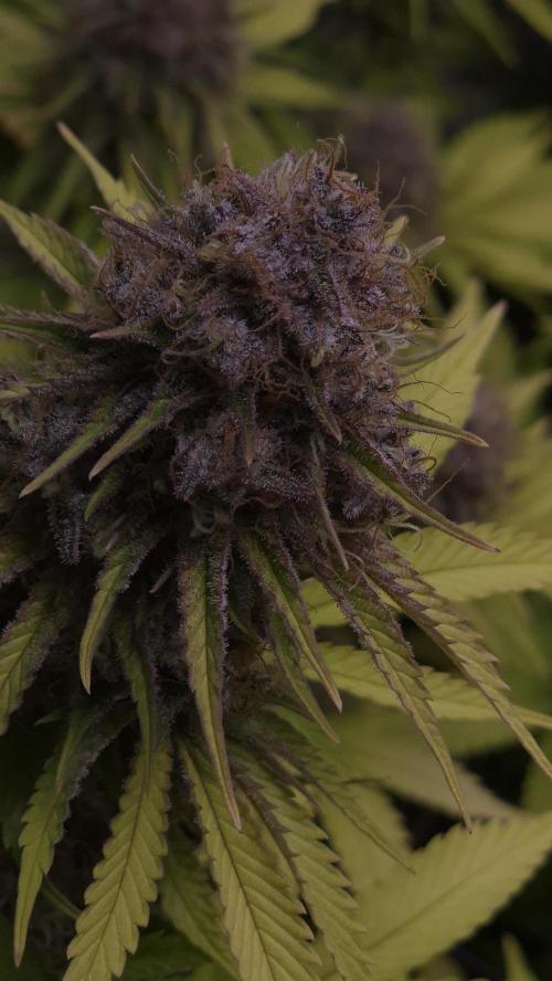 Purple Punch. Week 8