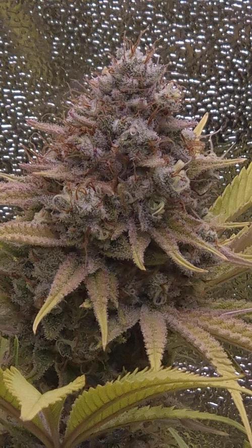 Purple Punch. Week 8