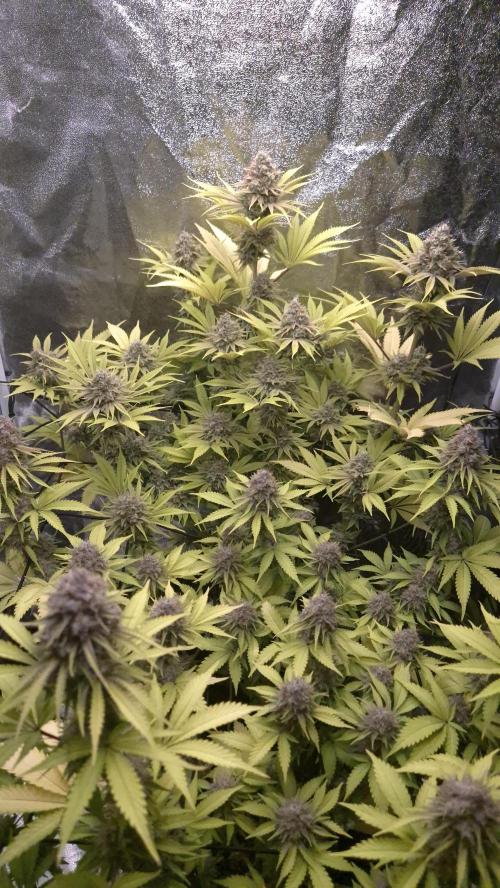 Purple Punch. Week 8