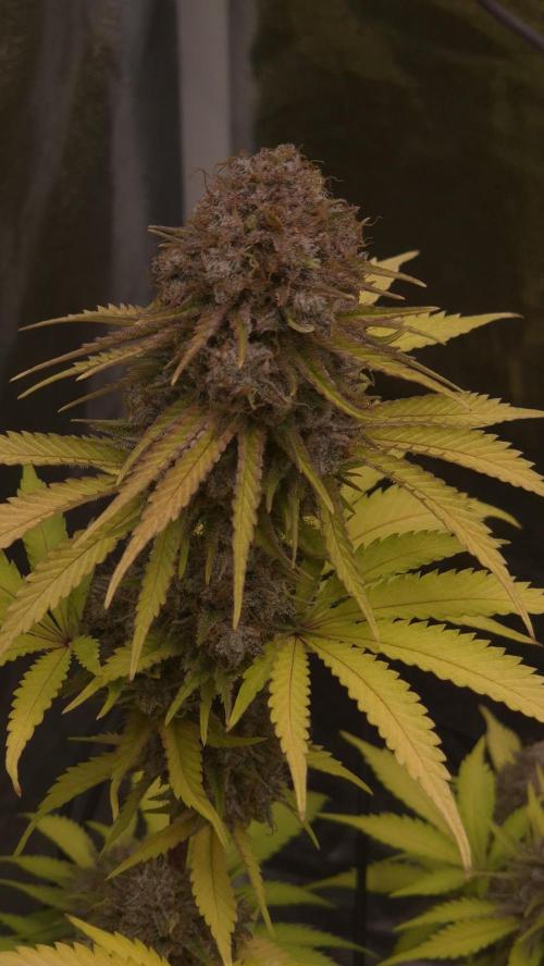Purple Punch. Week 9