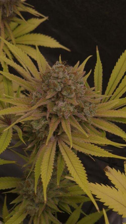 Purple Punch. Week 9