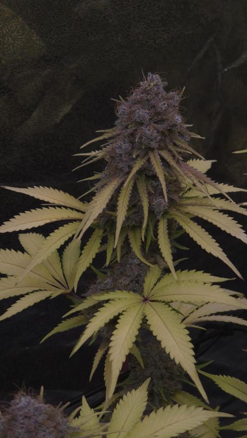 Purple Punch. Week 9