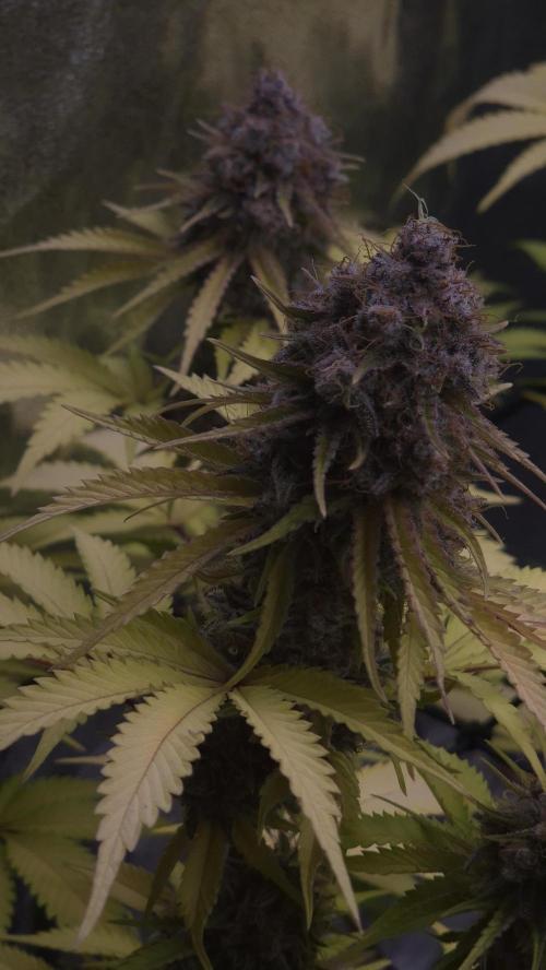 Purple Punch. Week 9