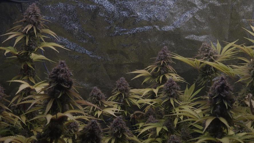 Purple Punch. Week 9