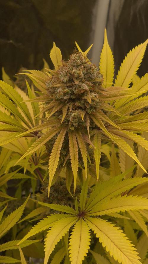 Purple Punch. Week 9