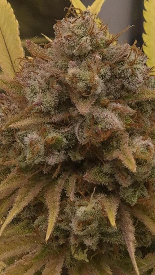 Purple Punch. Week 9