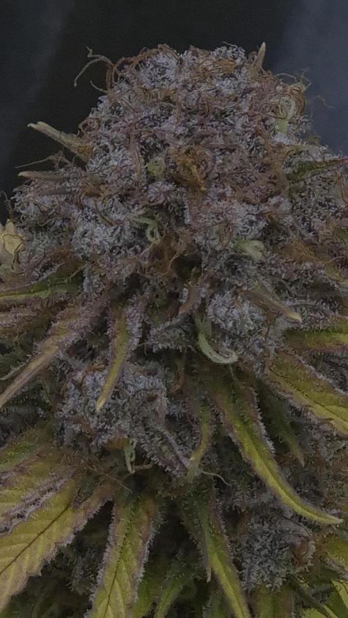 Purple Punch. Week 9