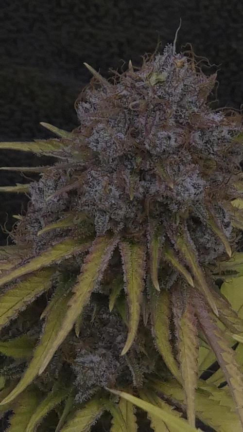 Purple Punch. Week 9