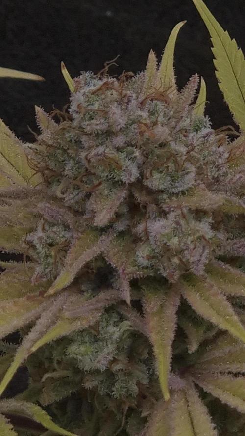 Purple Punch. Week 9