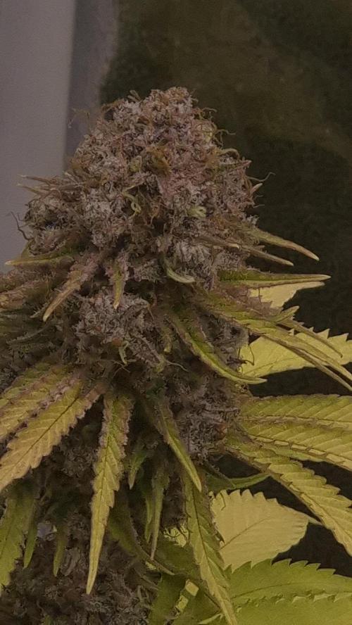 Purple Punch. Week 9