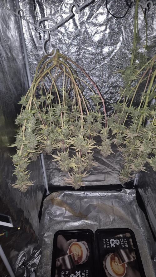 Purple Punch. Week 10