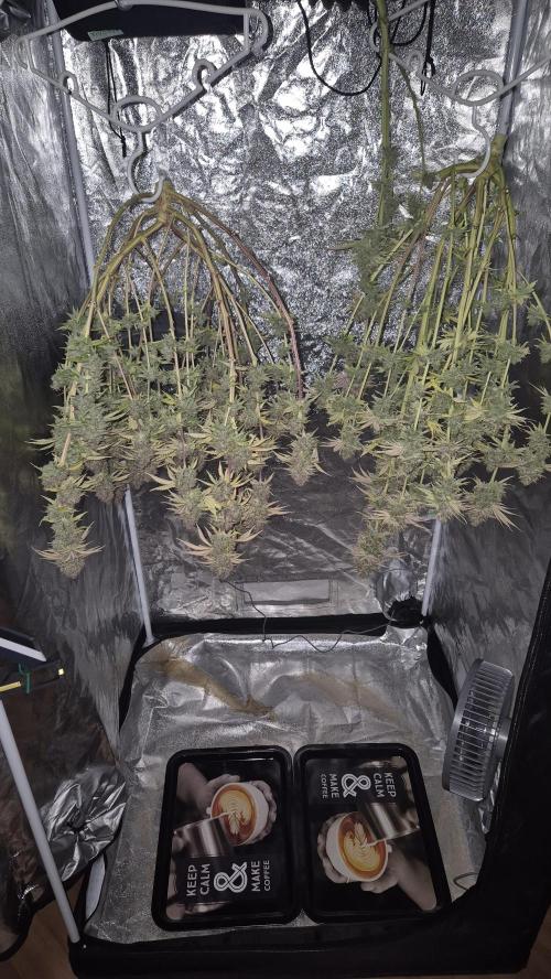 Purple Punch. Week 10