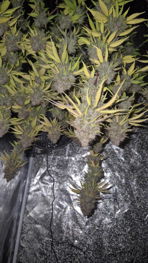 Purple Punch. Week 10