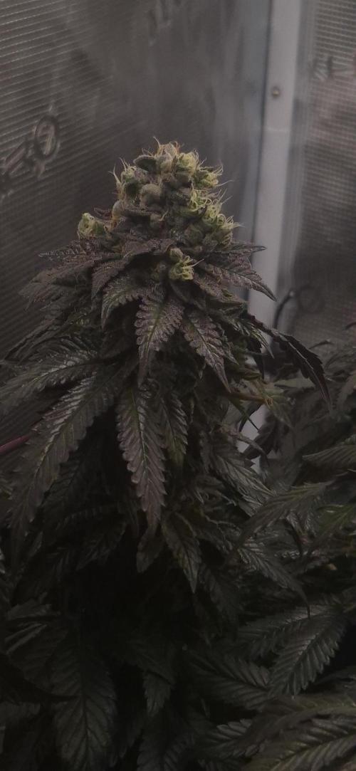 Vanilla Frosting & Lemon Mints first run. Week 9 - VF - 64