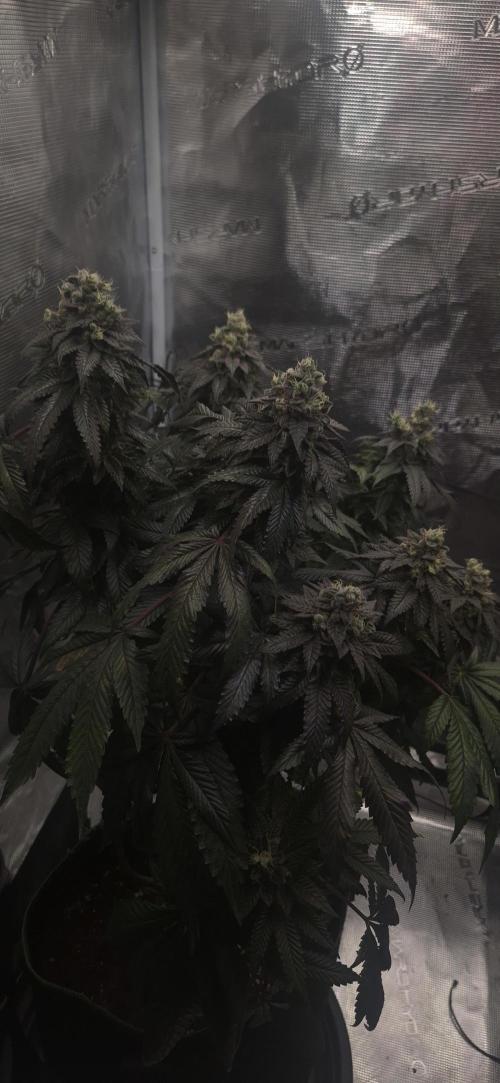 Vanilla Frosting & Lemon Mints first run. Week 9 - VF - 64