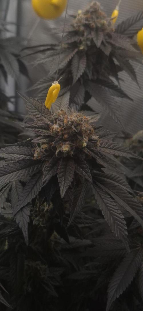 Vanilla Frosting & Lemon Mints first run. Week 9 - Lemon Mints - Blütetag 64
