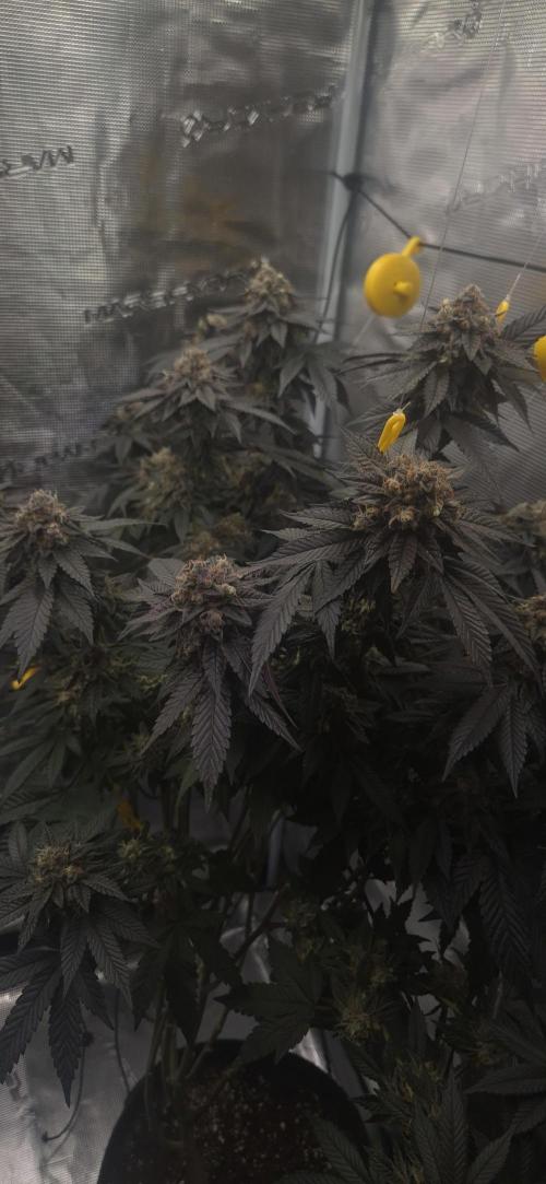 Vanilla Frosting & Lemon Mints first run. Week 9 - LM - 64