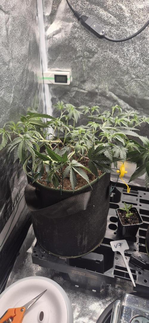 Steckling Lemon Mints. Week 4