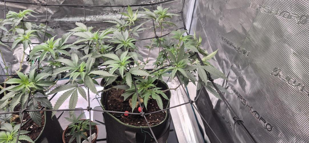 Steckling Lemon Mints. Week 5