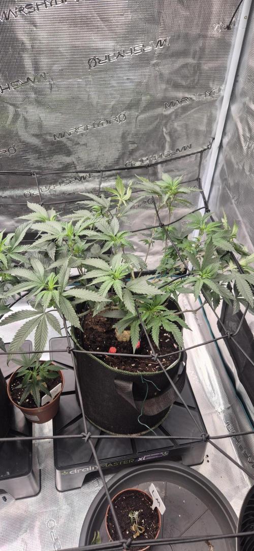 Steckling Lemon Mints. Week 5