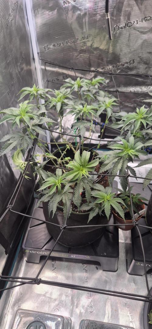Steckling Lemon Mints. Week 5