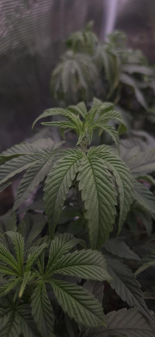 Steckling Lemon Mints. Week 6